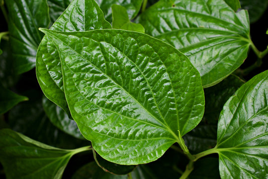 Kava Plant